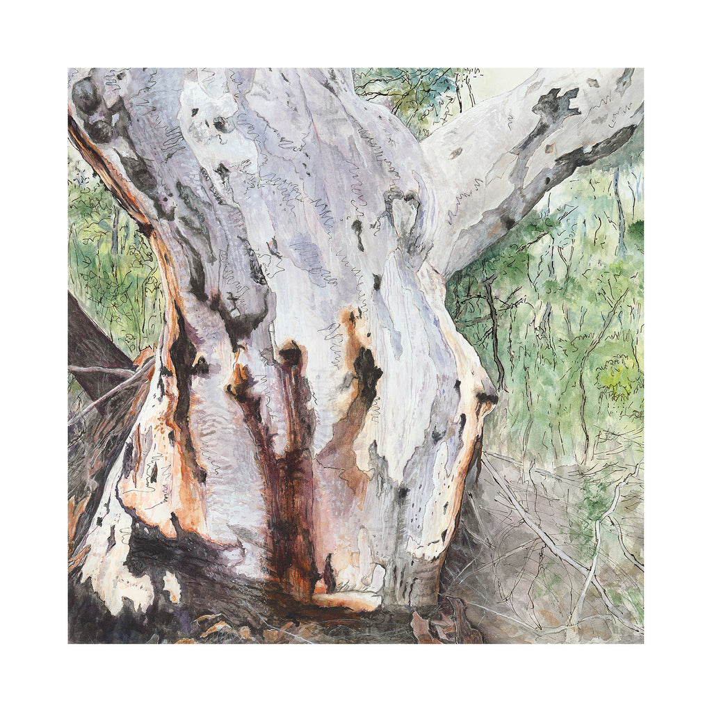 Australian landscape painting of Scribbly Gum Eucalyptus tree on Salvation Track Ku-ring-gai Chase National Park Sydney square limited edition print