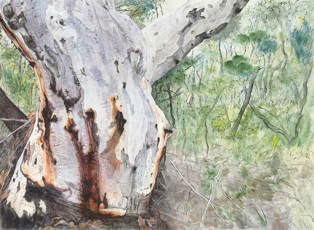 Original Australian landscape painting of Scribbly Gum Eucalyptus tree on Salvation Track Ku-ring-gai Chase National Park Sydney by Carollyne Smithson - scan