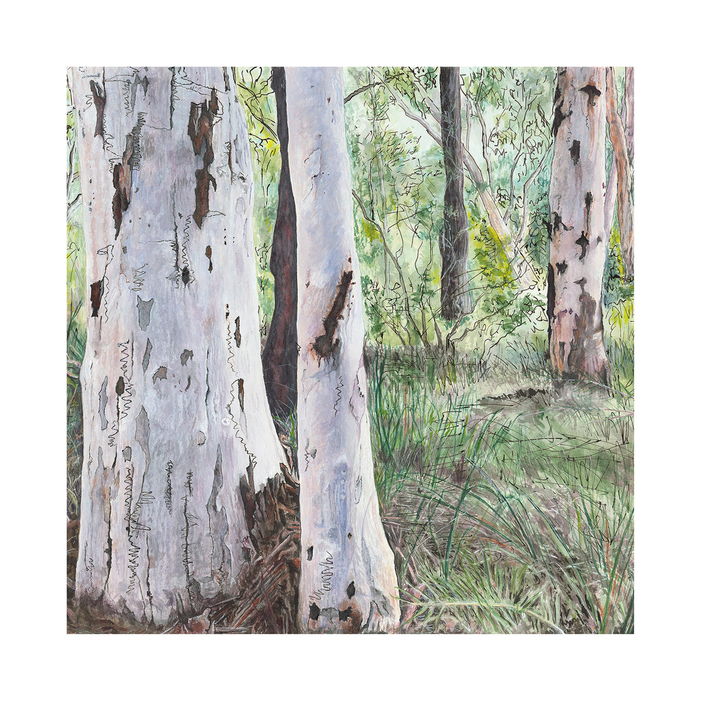 Australian landscape painting of native tree habitat with Scribbly Gum Eucalyptus trees at Macquarie University Sydney limited edition print