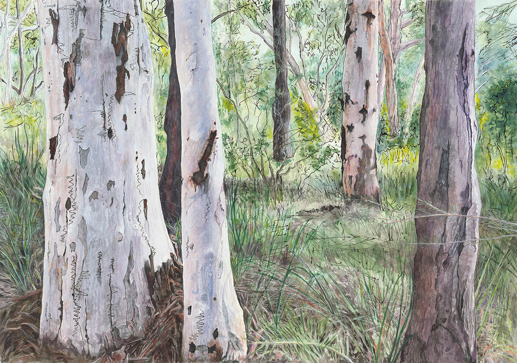 Original Australian landscape painting of native tree habitat with Scribbly Gum Eucalyptus trees at Macquarie University  by Carollyne Smithson - scan
