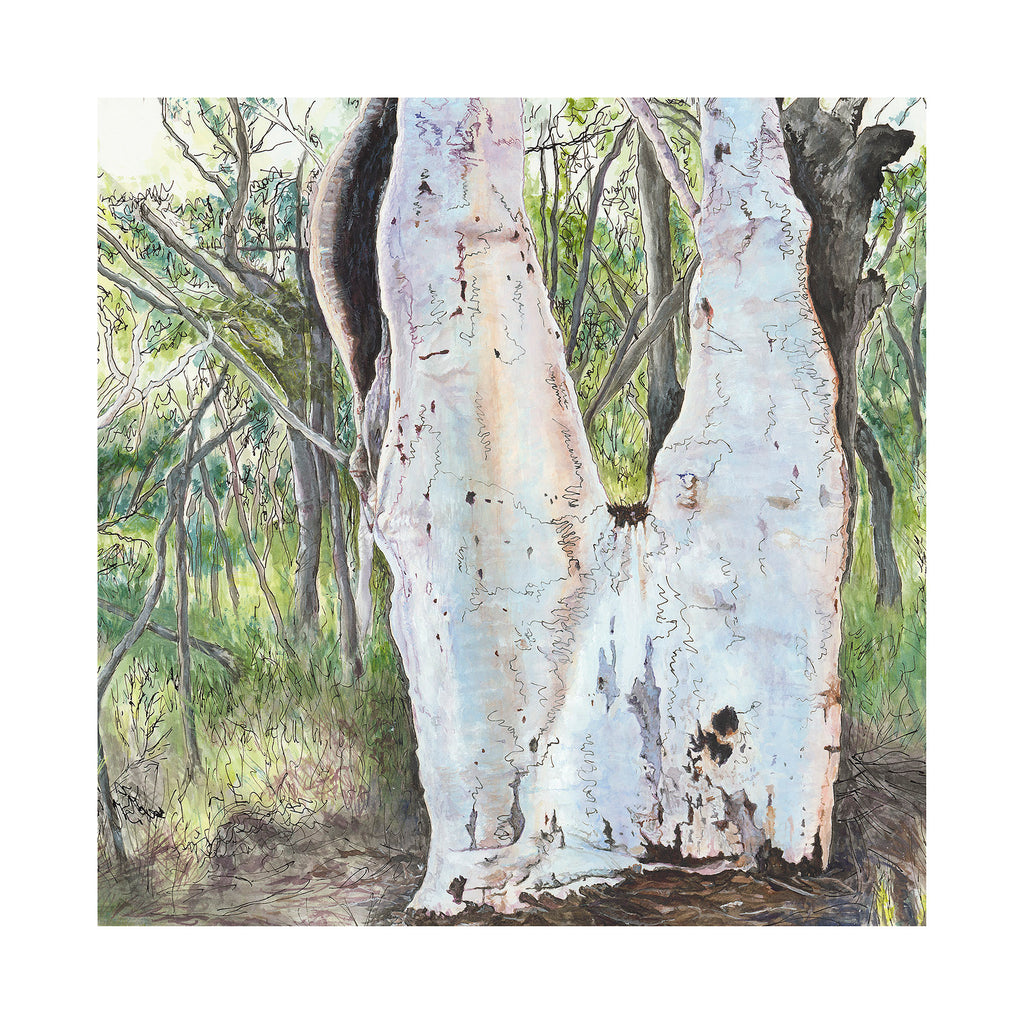 Australian landscape painting of Scribbly Gum Eucalyptus tree on Salvation Track Ku-ring-gai Chase National Park Sydney in square limited edition print