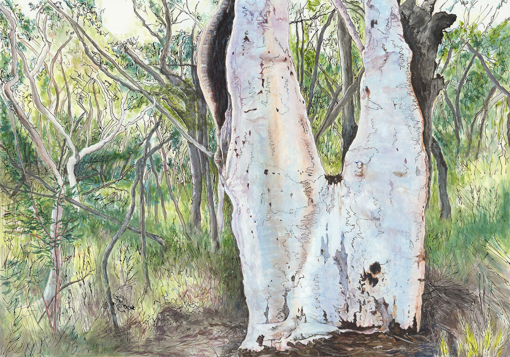 Original Australian landscape painting of Scribbly Gum Eucalyptus tree on Salvation Track Ku-ring-gai Chase National Park Sydney  by Carollyne Smithson - scan
