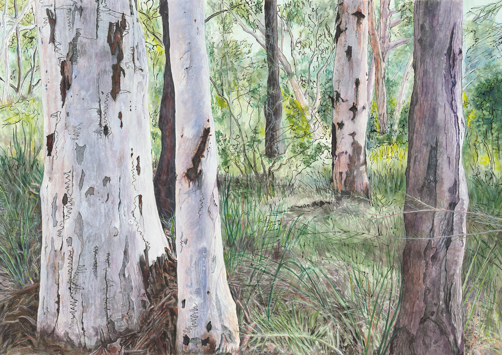 Australian landscape painting native tree habitat Scribbly Gum Eucalyptus trees at Macquarie University Sydney limited edition print of original by Carollyne Smithson